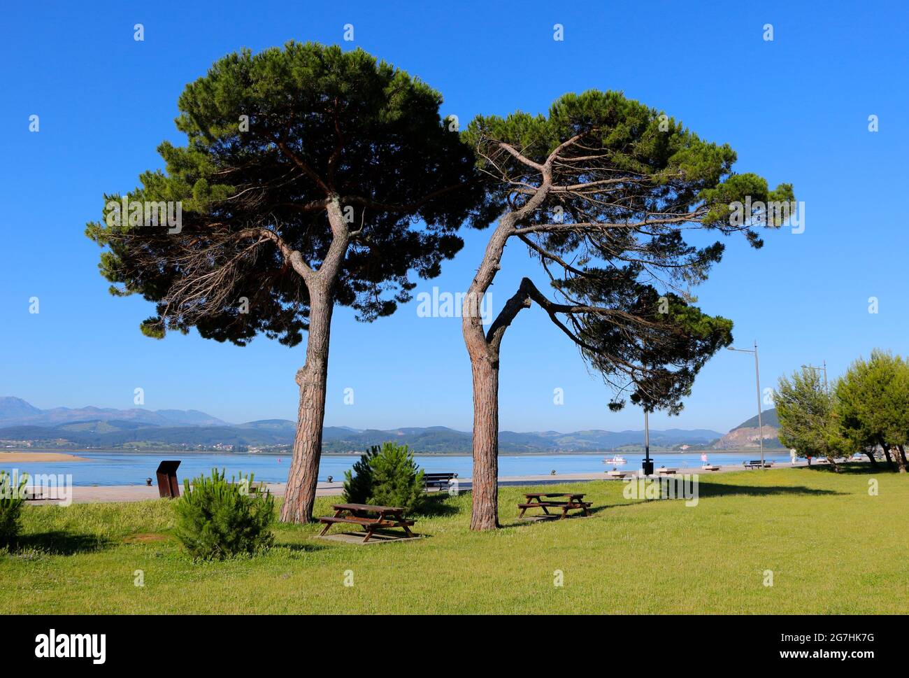 Blick auf die Küste in Santona Cantabria, Spanien, mit zwei von sechs großen Pinien in der Morgensonne und Picknicktischen Stockfoto