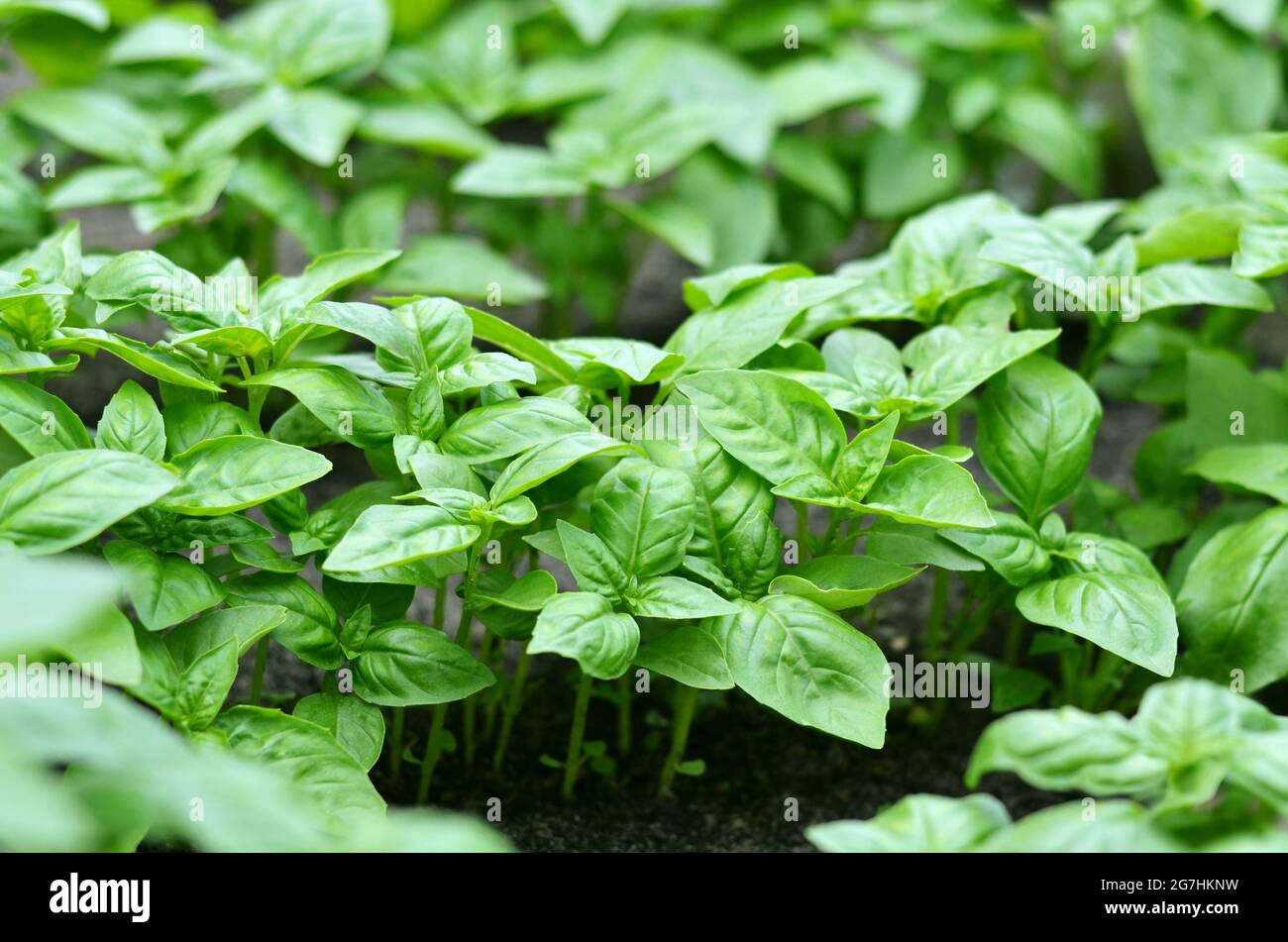 Grünes genovesisches Basilikum, das im Garten im Freien wächst. Hausgemachte Bio-Lebensmittel. Gartenkonzept. Stockfoto