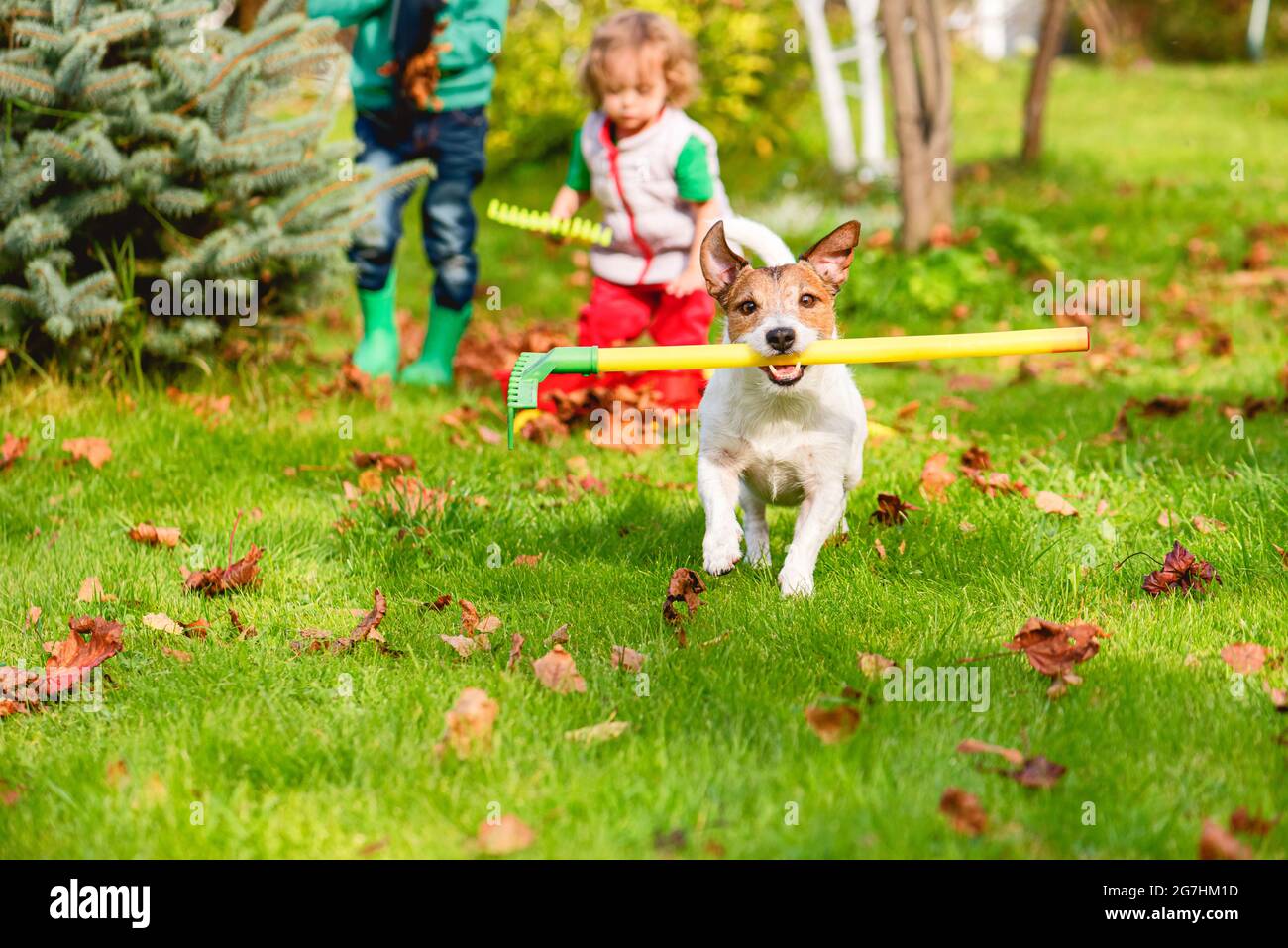 Familie und Haustier Hund tun Herbst Reinigung im Garten und sammeln alte Blätter auf dem Rasen Stockfoto