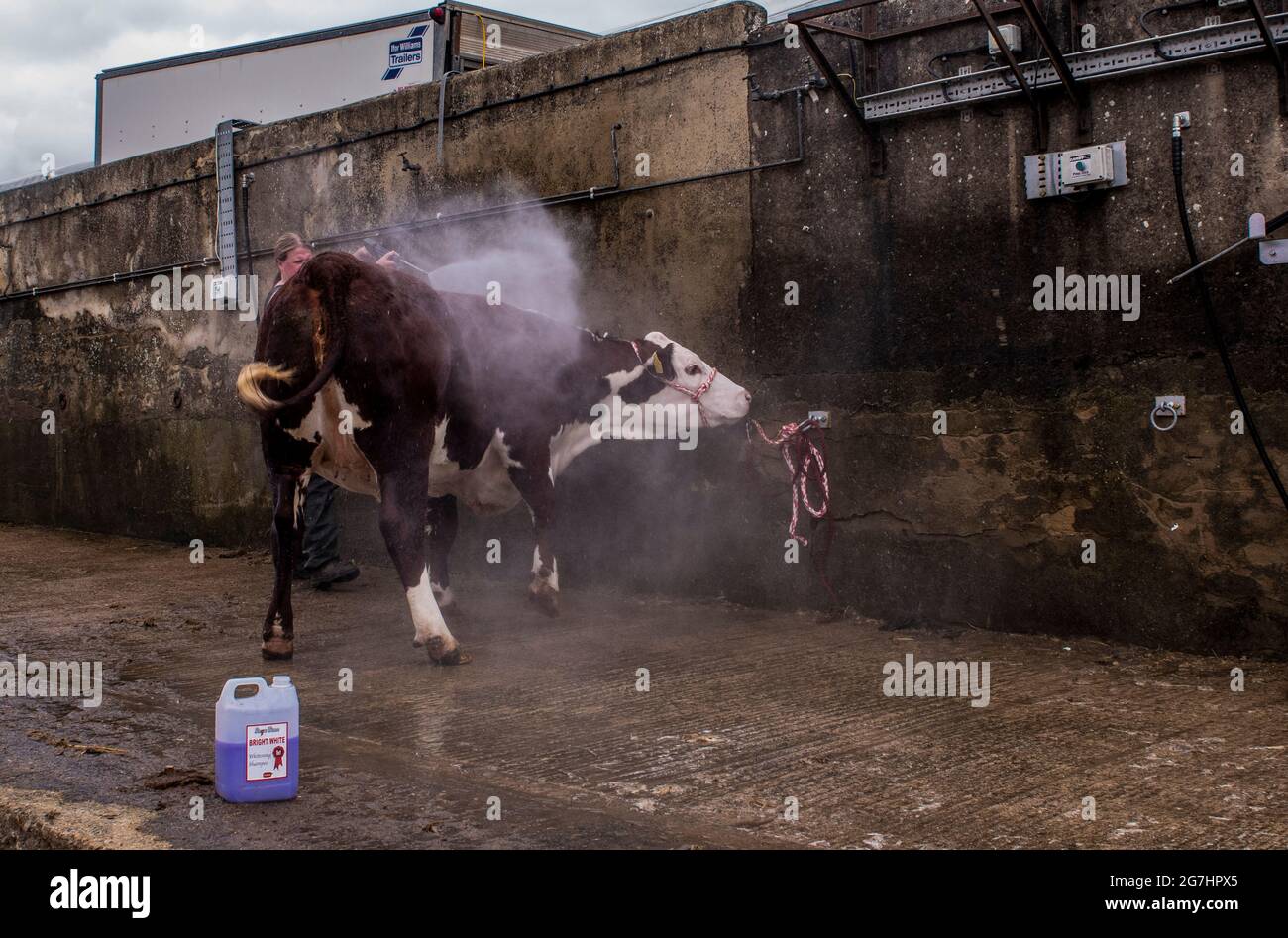 Harrogate, 14. Juli 2021. Eine Kuh wird zur Vorbereitung auf die große Parade bei der Great Yorkshire Show gewaschen. Kredit: ernesto rogata/Alamy Live Nachrichten Stockfoto