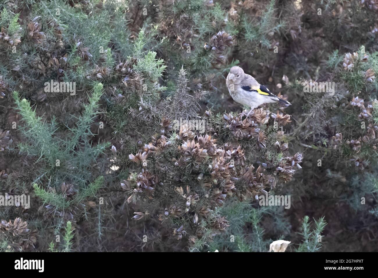 Juvenile Goldfinch Stockfoto