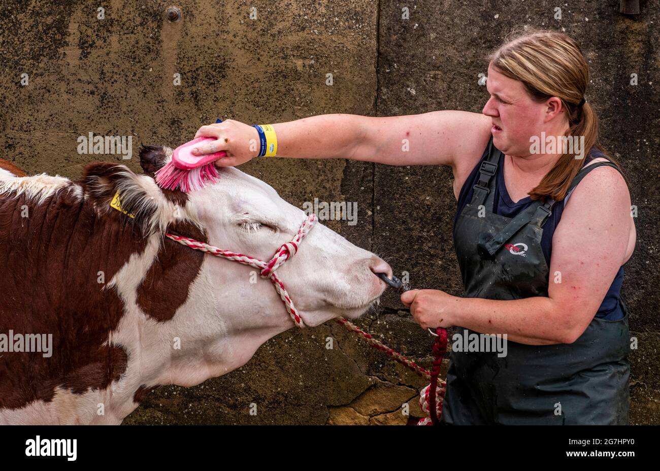Harrogate, 14. Juli 2021. Eine Kuh wird zur Vorbereitung auf die große Parade bei der Great Yorkshire Show gewaschen. Kredit: ernesto rogata/Alamy Live Nachrichten Stockfoto