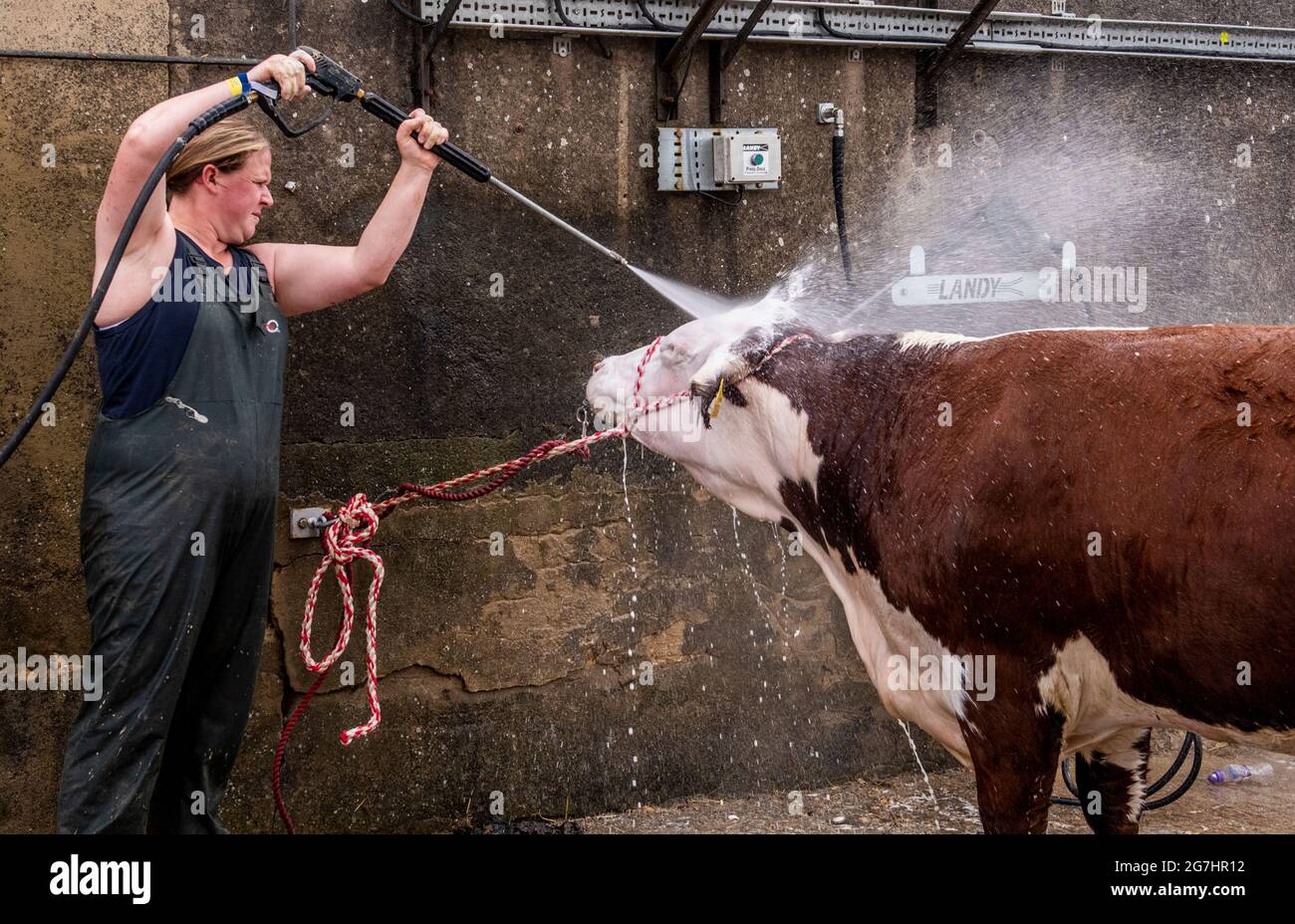 Harrogate, 14. Juli 2021. Eine Kuh wird zur Vorbereitung auf die große Parade bei der Great Yorkshire Show gewaschen. Kredit: ernesto rogata/Alamy Live Nachrichten Stockfoto