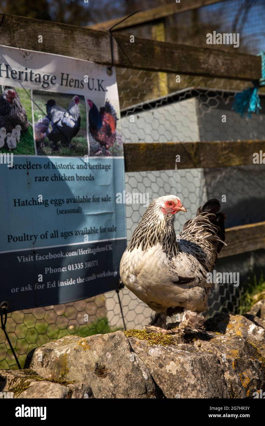 Großbritannien, England, Derbyshire, Tissington, Heritage Hens UK, Seltene Rasse Pullet, Dark Brahma bantam gekreuzt mit einem Lavendel Belgiun Sabelpoot Stockfoto