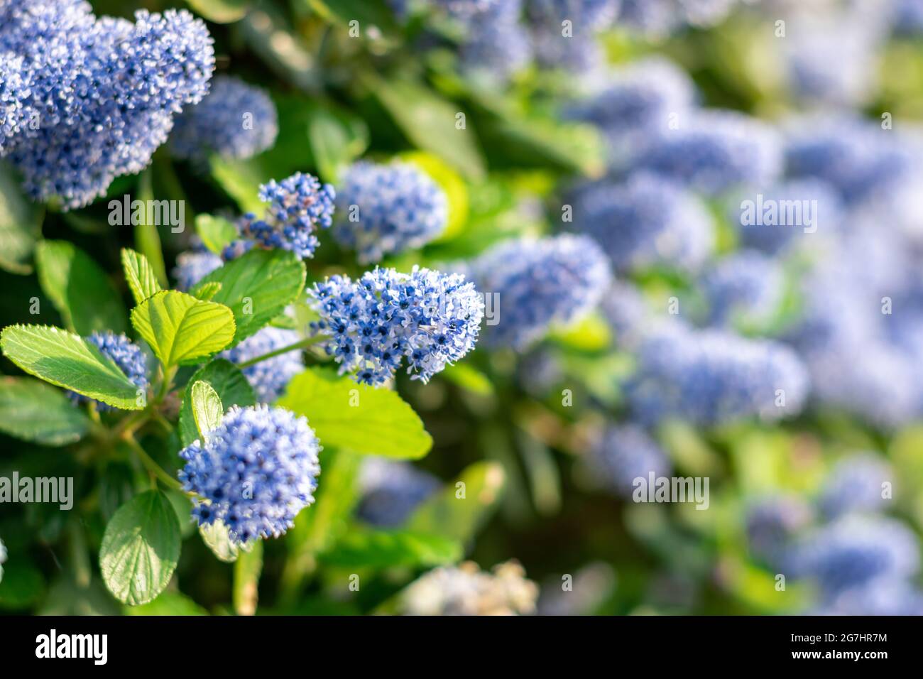 Blühende lila kalifornische Fliederblüten. Ceanothus thyrsiflorus blaue Blume im Garten. Platz für Text kopieren Stockfoto