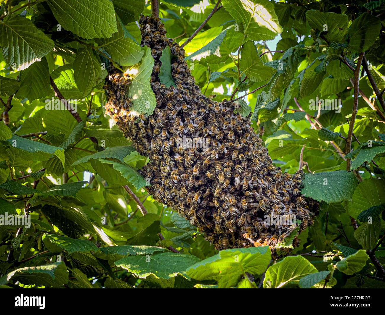 Bienenschwarm in einem Kobnut-Baum in einem britischen Garten. Stockfoto