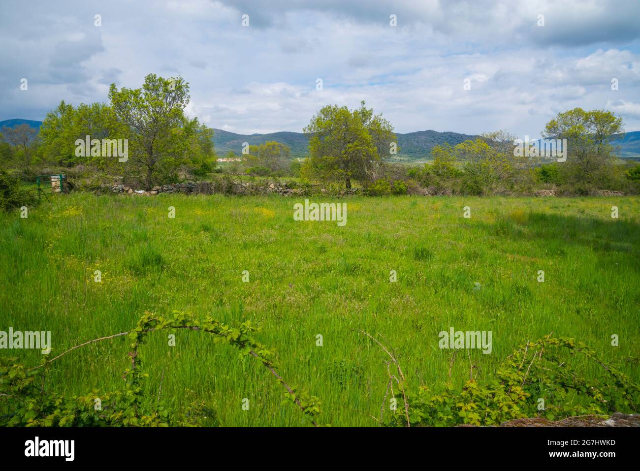Frühlingslandschaft. Pinilla de Buitrago, Provinz Madrid, Spanien. Stockfoto