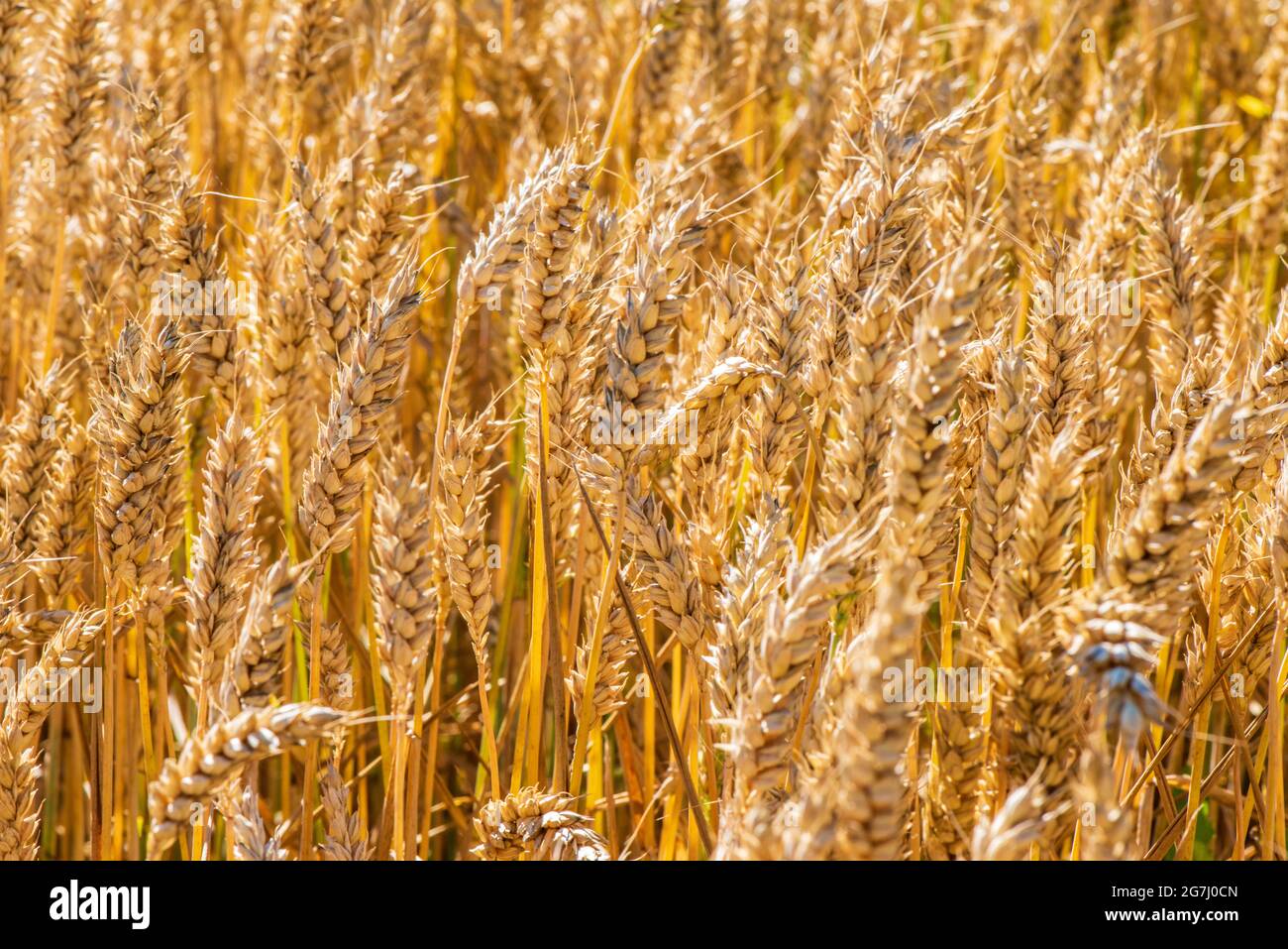 Landwirtschaft und Ackerbau mit Getreide Stockfoto