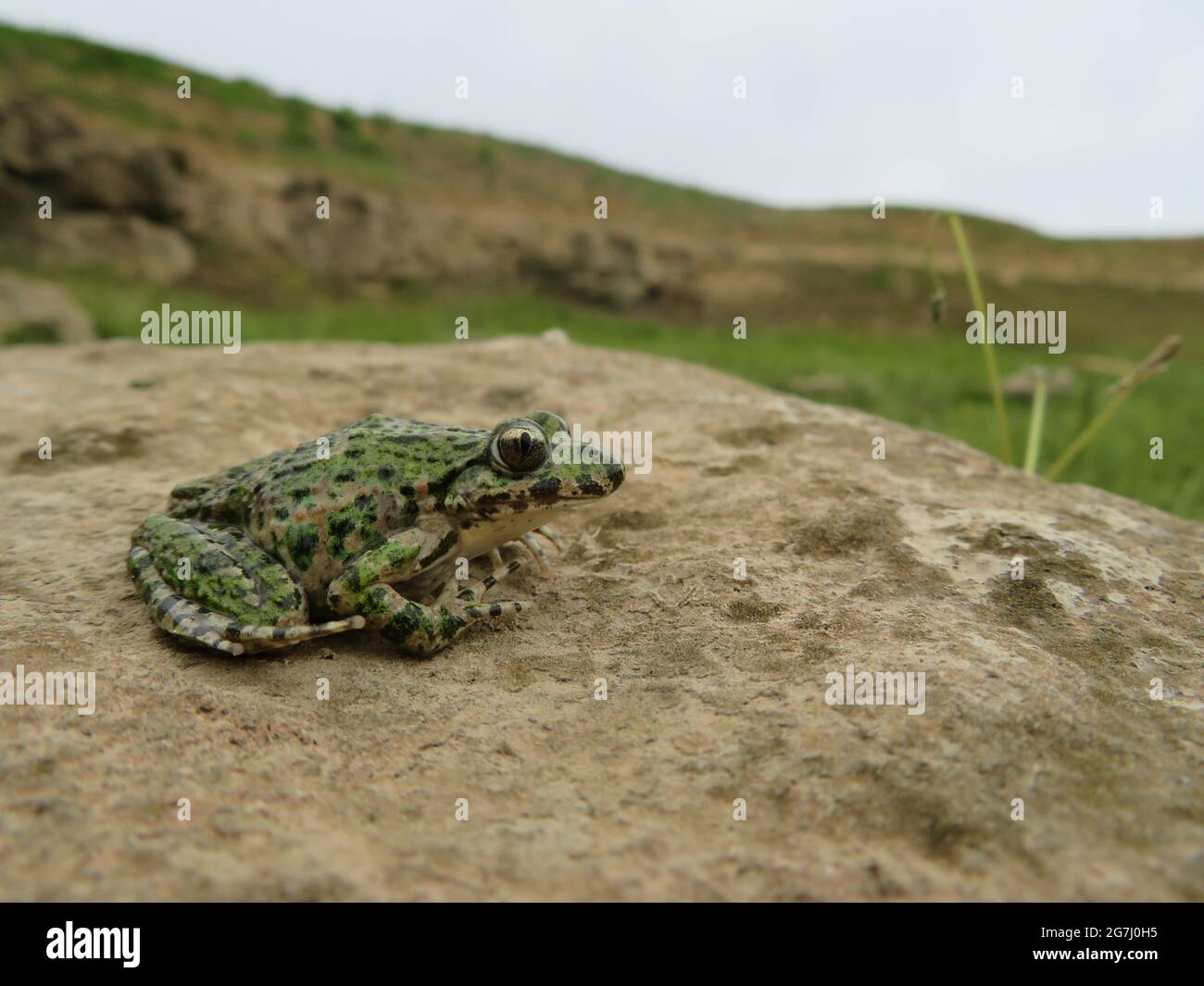 Gewöhnlicher Petersilienfrosch, Pelodytes punctatus, in einem Stein Stockfoto