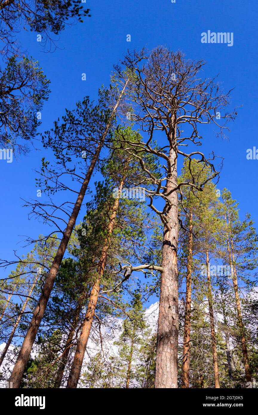 Schotten Kiefern in einem Urwald im Muddus Nationalpark, Schweden Stockfoto