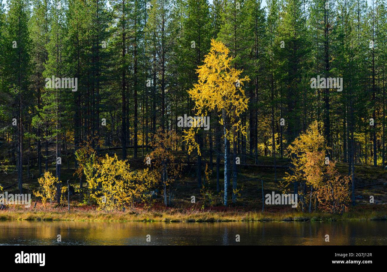 Birken mit Herbstfarben am Ufer des Boargaljavrre-Sees im Muddus-Nationalpark Stockfoto