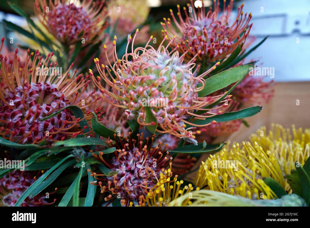 Pincushion blüht auf dem Original Farmer's Market, Los Angeles, Kalifornien Stockfoto