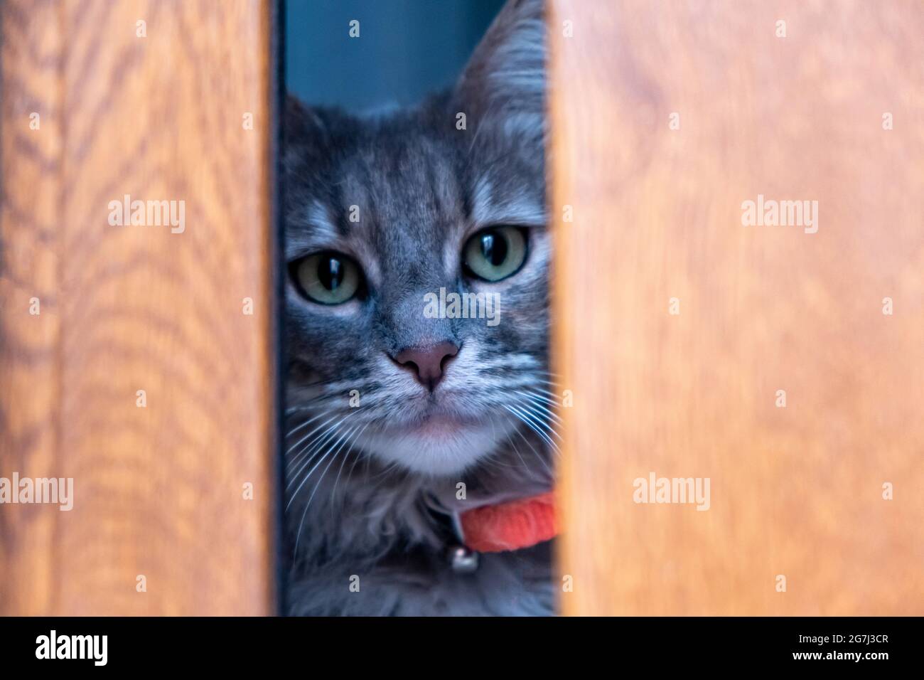 Katze versteckt sich. Graues Kätzchen, gestromt hinter einem Holzfenster. Haustier mit grünen Augen und rotem Kragen, ängstliche und neugierige Katze, die auf die Kamera schaut Stockfoto