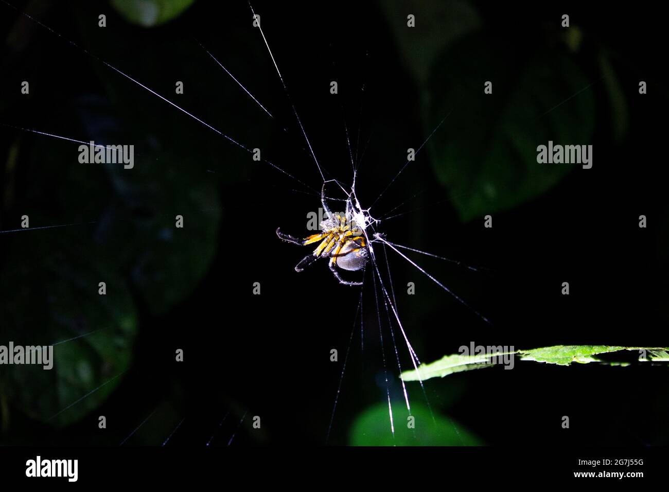 Eine Spinne auf einem Netz, die bei einer Nachtwanderung in einem costaricanischen Dschungel mit Blättern im Hintergrund gefunden wurde Stockfoto