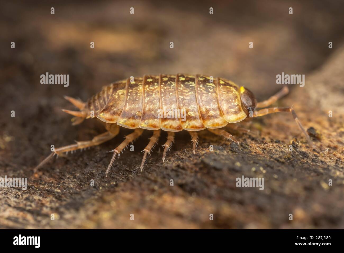 Gemeinsamen gestreiften Assel (Philoscia Muscorum) Stockfoto