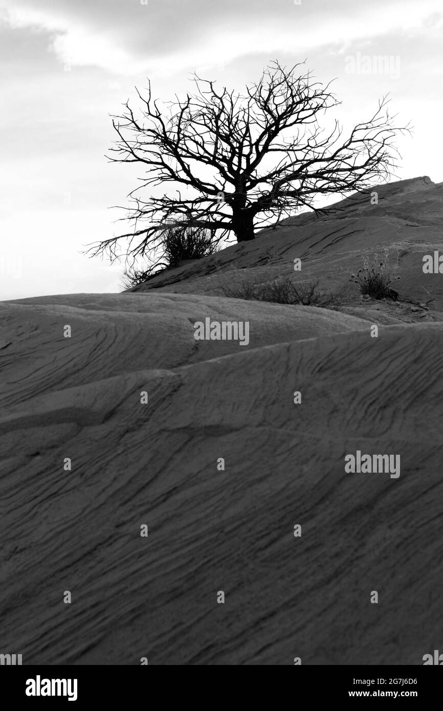 Einzelbaum Schwarz-Weiß-Bild Stockfoto