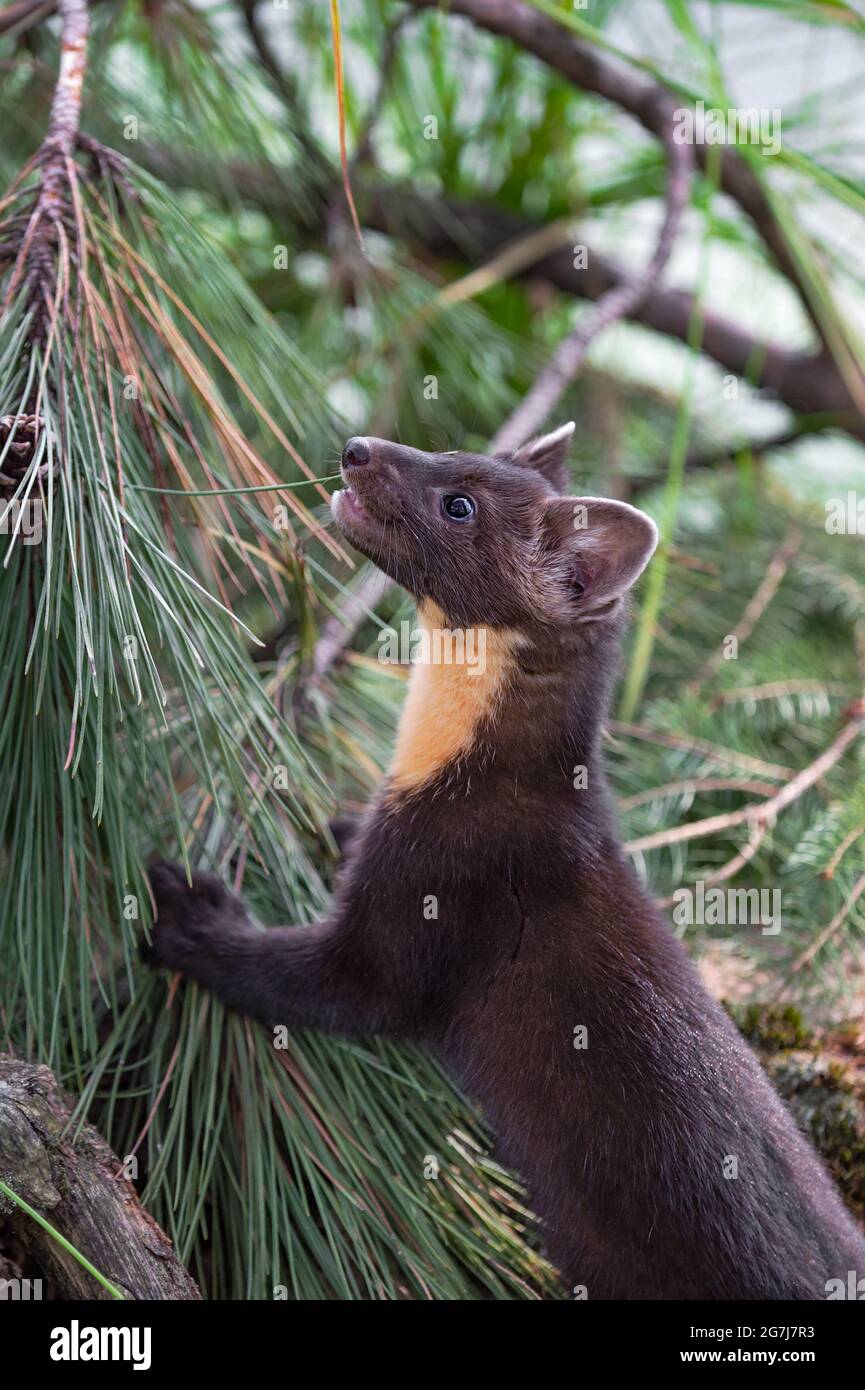 American Pine Marten (Martes americana) klettert auf Pine Bough Summer - ein gefangenes Tier Stockfoto