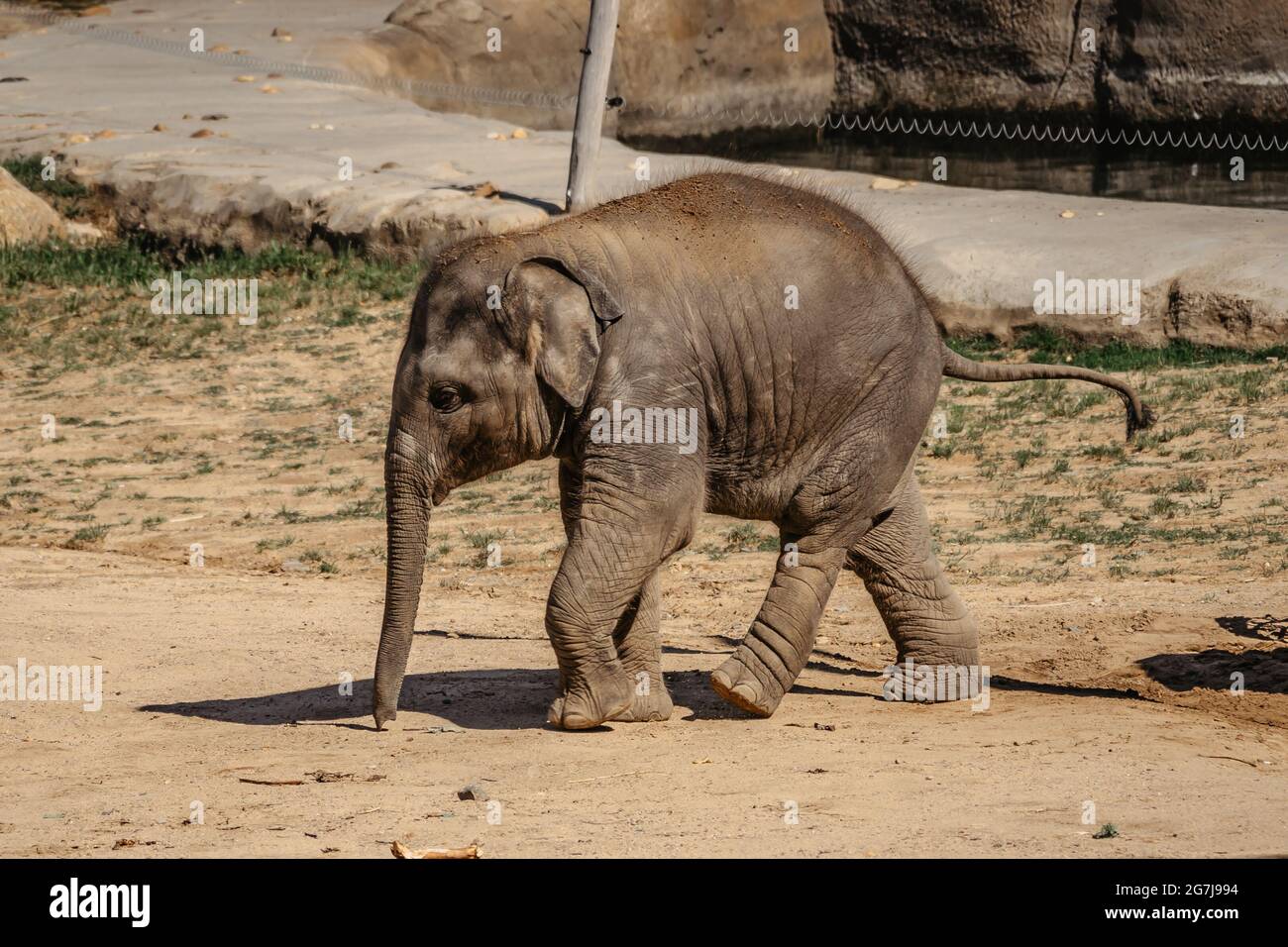 Niedliche liebenswert Baby Elefant in spektakulären Elefantental, ZOO Tschechische Republik. Indische Elefanten. Tier mit langen Rüssel, Stoßzähne, große Ohrenklappen, massiv Stockfoto