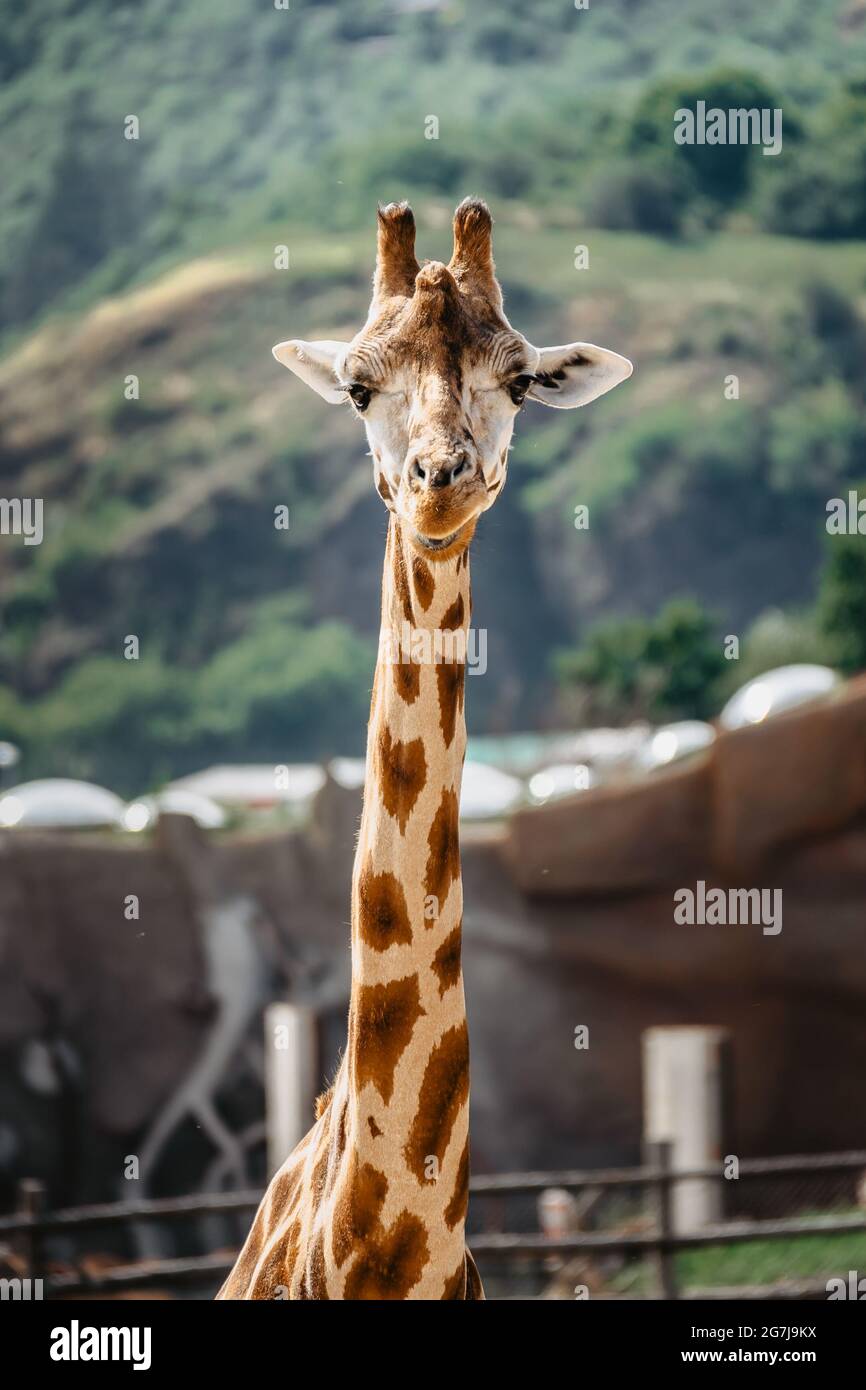 Rothschild-Giraffe im ZOO.Giraffe vor grünen Bäumen, die in die Kamera schauen. Lustiges Giraffengesicht. Vorderansicht der Giraffe gegen grünes, verschwommenes Blatt Stockfoto