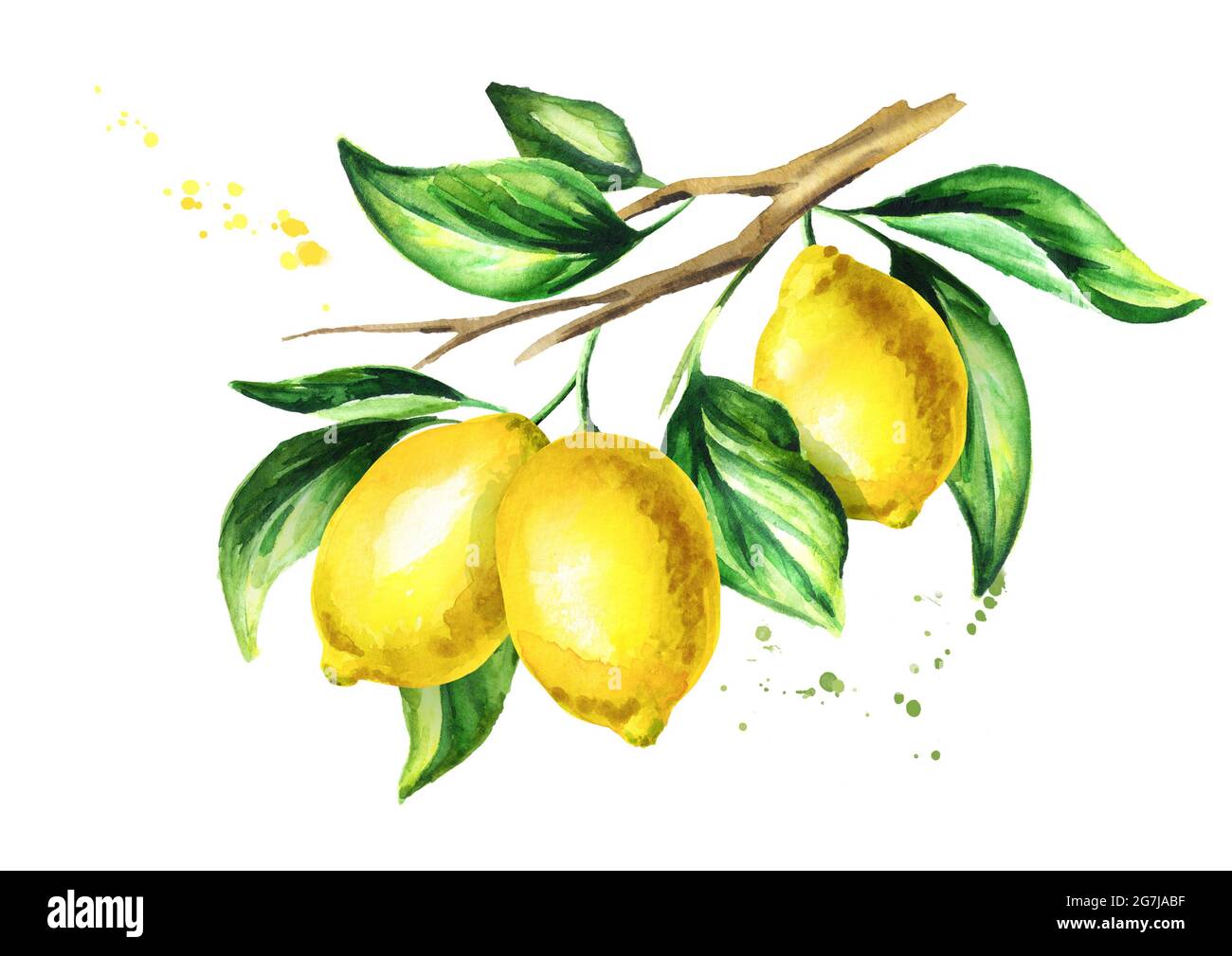 Zitronenzweig mit Früchten und Blättern. Aquarell handgezeichnete Illustration Stockfotografie