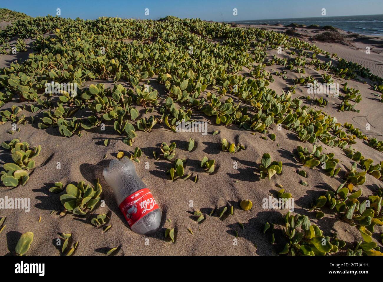 Müll, .PET leere Plastikflasche der Marke Coca Cola, Verursacher von Umweltverschmutzung und Umweltschäden. Sanddünen an den Playa Sahuimaro und Sahuimero neben der Sonoranischen Wüste und dem Golf von Kalifornien oder dem Meer von ​​Cortez in Hermosillo, Mexiko. (Foto von Luis Gutierrez / Norte Photo) Basura, .PET botella vacia de plastico de la marca Coca Cola, causa de la contaminacion y affectacion al medio Ambiente. Dunas de Arena en la Playa Sahuimaro y Sahuimero junto al desierto de Sonora y Golfo de California o Mar de Cortez en Hermosillo, Mexiko. (Foto von Luis Gutierrez / Norte Photo ) Stockfoto