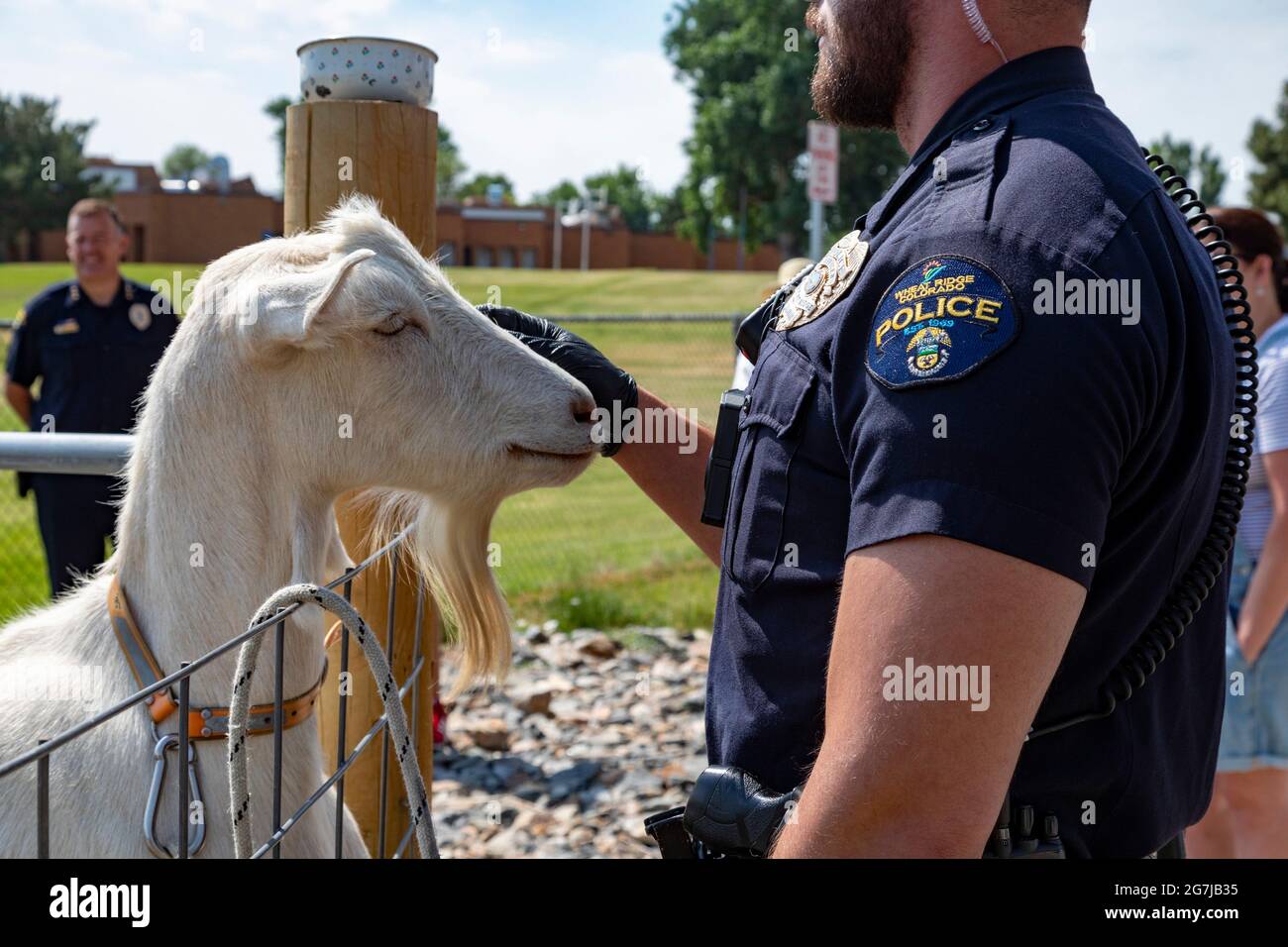 Wheat Ridge, Colorado - EINE Polizeieskorte streichelte eine Ziege vor Ziegen von 5 Kühlschränken Farm, die zum Lewis Meadows Park paradiert wurden, wo sie grasen durften Stockfoto
