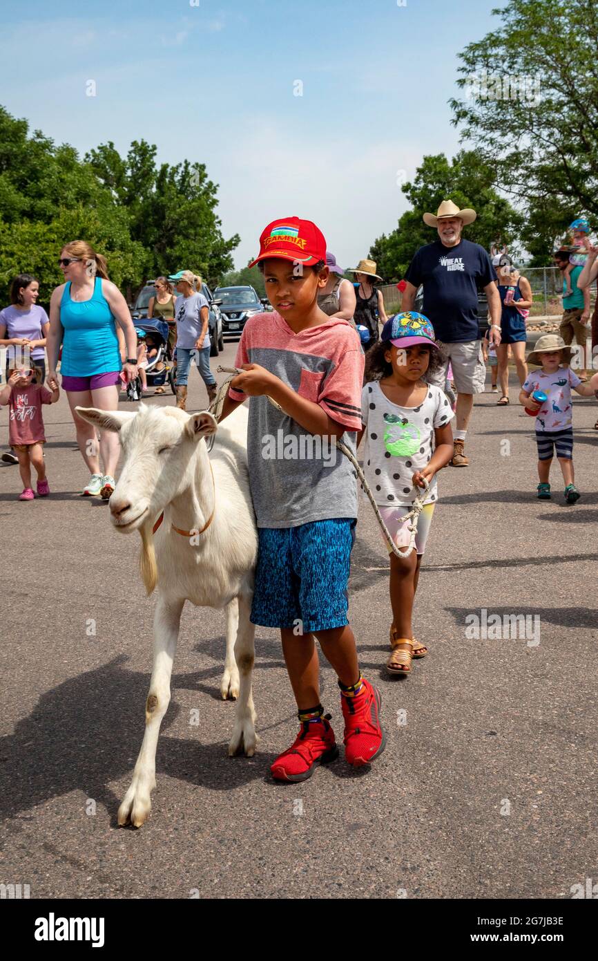 Wheat Ridge, Colorado - begleitet von bewundernden Kindern und Erwachsenen, Ziegen von 5 Kühlschränken Farm Parade zum Lewis Meadows Park, wo sie erlaubt werden Stockfoto