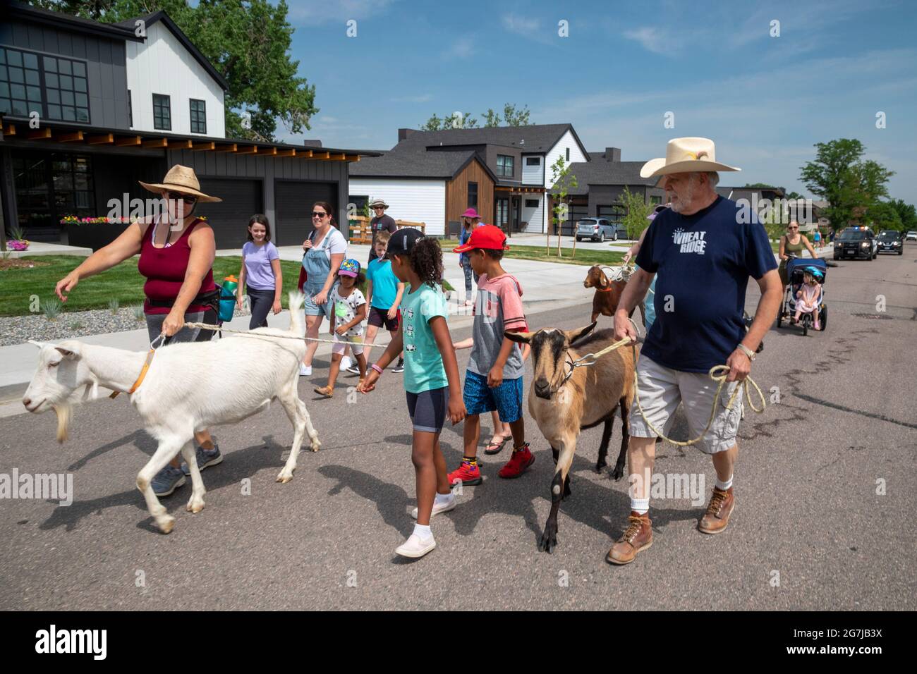 Wheat Ridge, Colorado - begleitet von bewundernden Kindern und Erwachsenen, Ziegen von 5 Kühlschränken Farm Parade zum Lewis Meadows Park, wo sie erlaubt werden Stockfoto