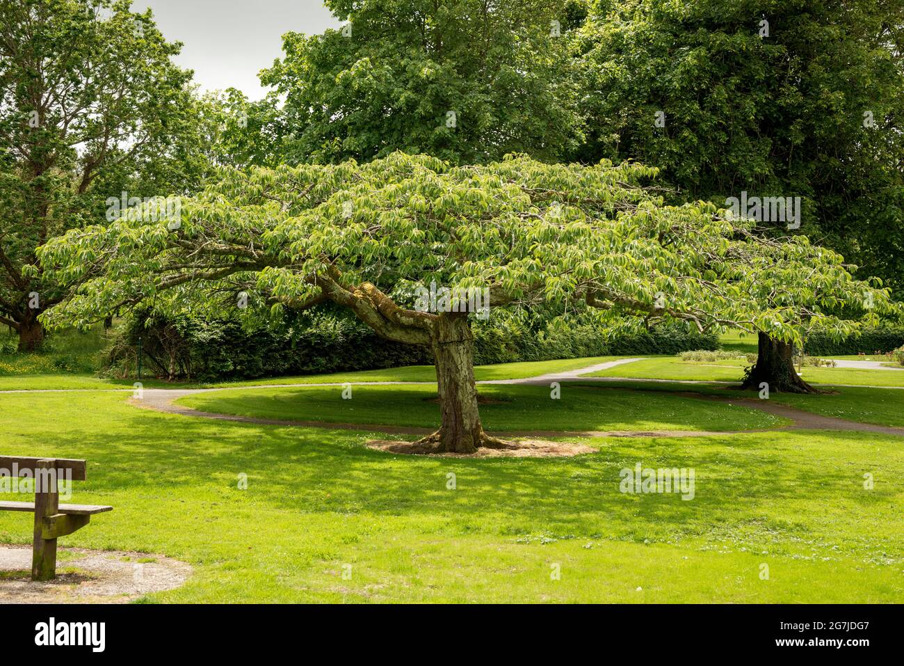 Kirschbaum- oder Prunuswerk im Tralee Town Park, Tralee, County Kerry, Irland Stockfoto