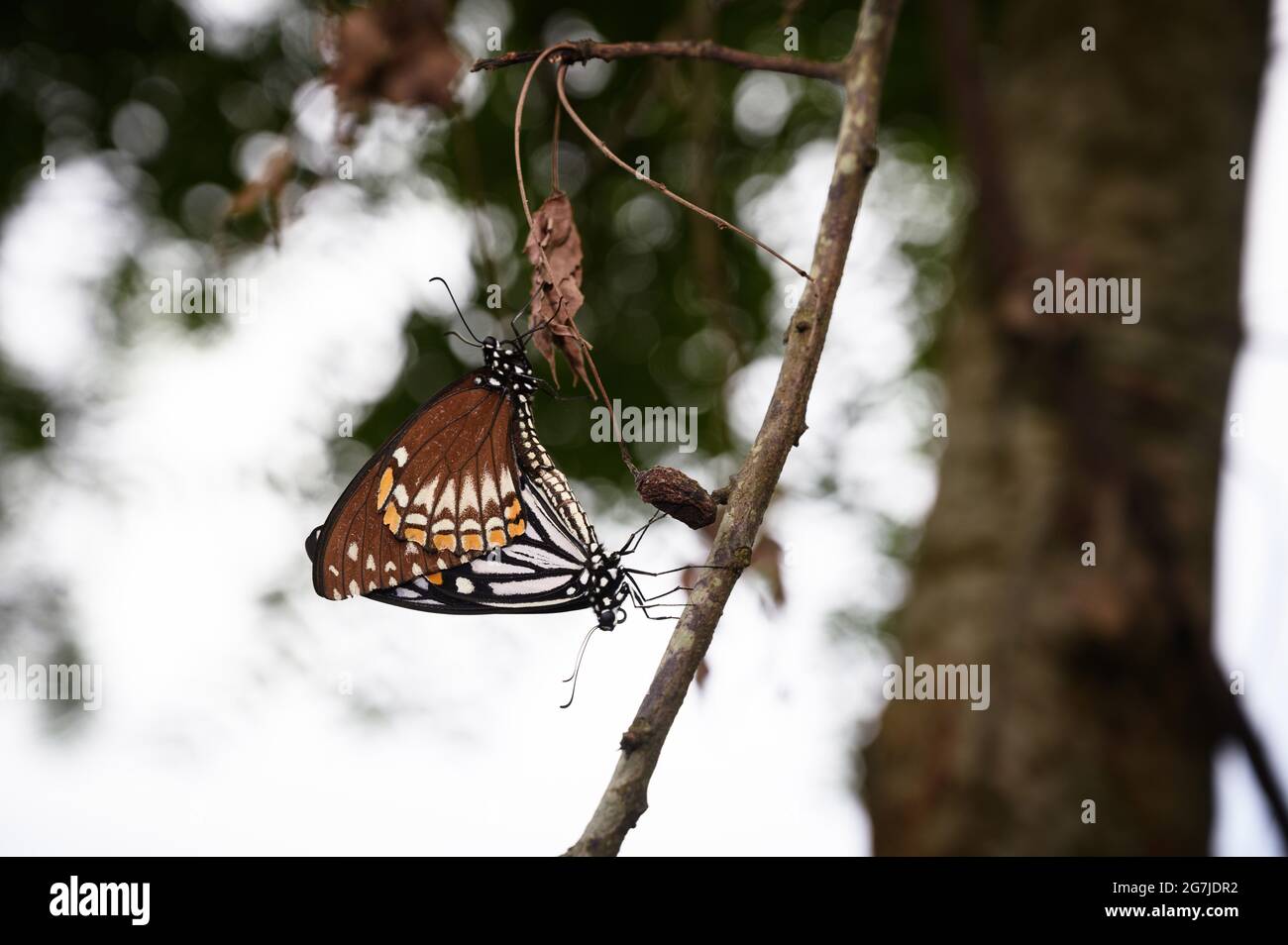 Der Gemeine MIME (Papilio clytia) ist ein Schwalbenschwanzschmetterling, der in Süd- und Südostasien gefunden wird. Der Schmetterling gehört zur Chilasa-Gruppe oder zu den Schwarzkörperschwänzen. Gewöhnlicher MIME ist in verschiedenen Lebensräumen zu finden, von bewaldeten Ebenen bis hin zu feuchten Laubfeldern. Es ist während der Monsun- und Nachmonsun-Jahreszeiten häufiger. Ein gemeines Pantomime-Schmetterlingspaar, das sich auf den Ästen in Tehatta, Westbengalen, Indien, paart. Stockfoto