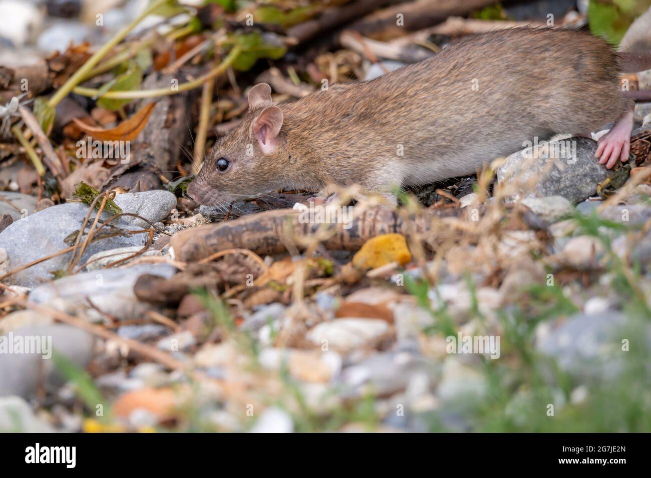 Braune Ratte. Rattus norvegicus. Nagetiere finden sich häufig auf der Nahrungssuche. Wildtiere. Stockfoto