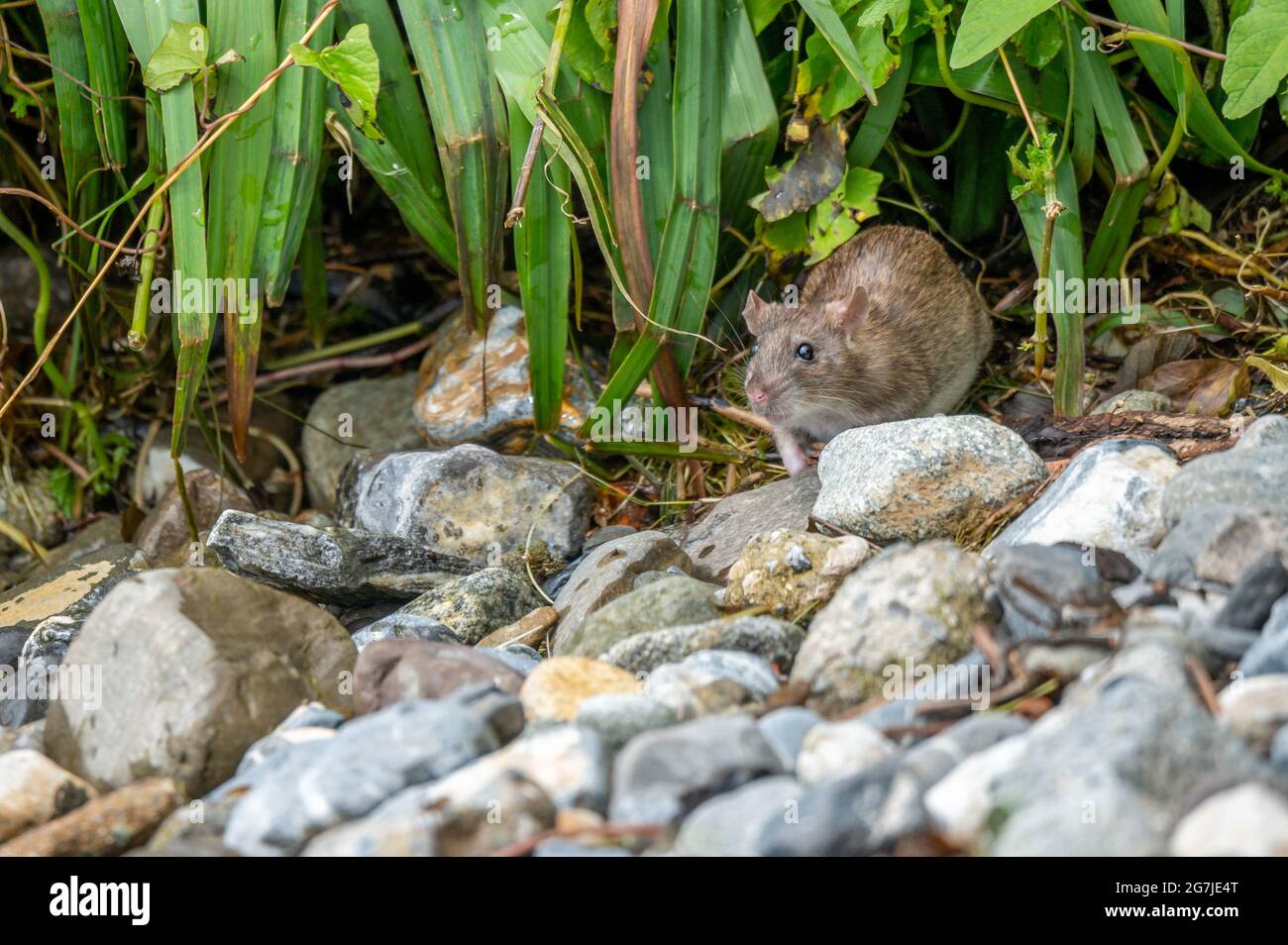 Braune Ratte. Rattus norvegicus. Nagetiere finden sich häufig auf der Nahrungssuche. Wildtiere. Stockfoto