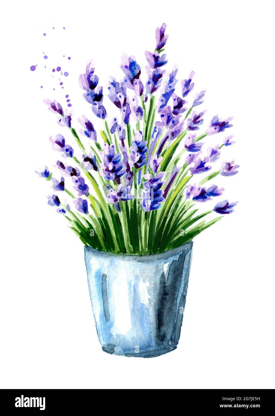 Lavendelbouquet in einem Eimer. Aquarell handgezeichnete Illustration, isoliert auf weißem Hintergrund Stockfoto