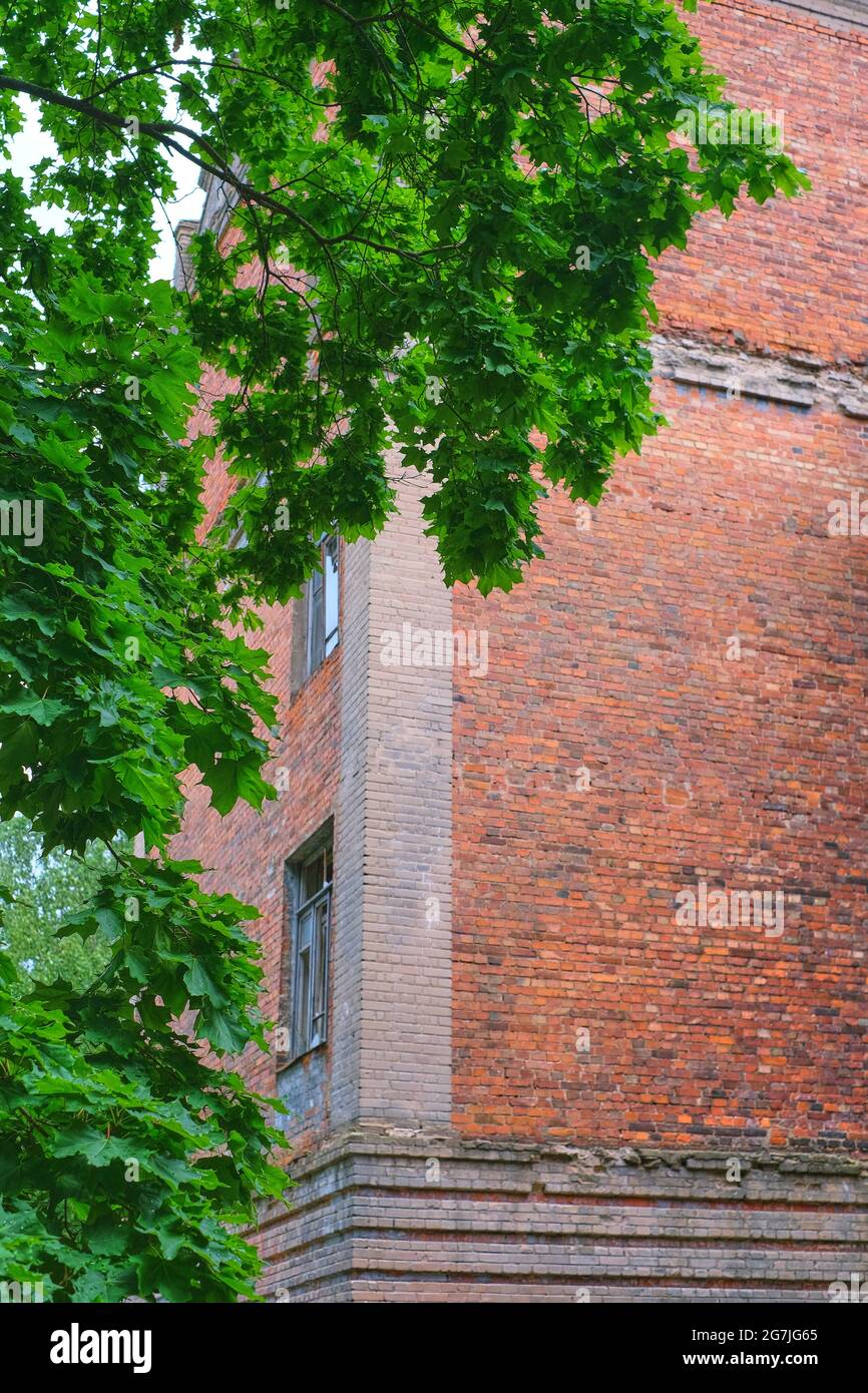 Altes rotes Ziegelgebäude durch grünen Ahorn Stockfoto