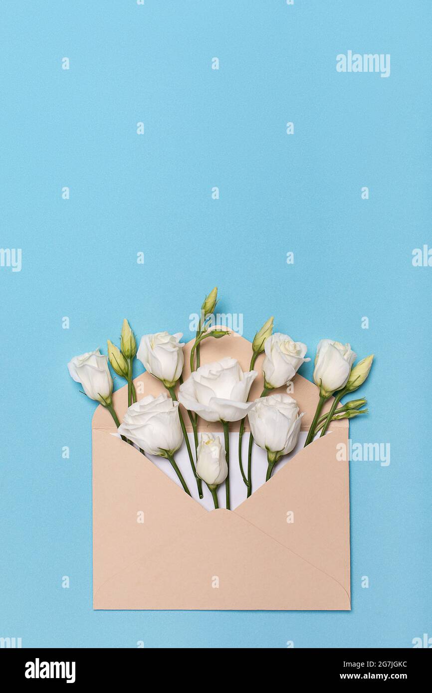 Vertikal geschossene Blütenknospe liegen flach in einem Umschlag lisianthus oder eustoma, texas Glocke und Präriegenzian, irische Rose, auf pastellblauem Hintergrund mit Cop Stockfoto