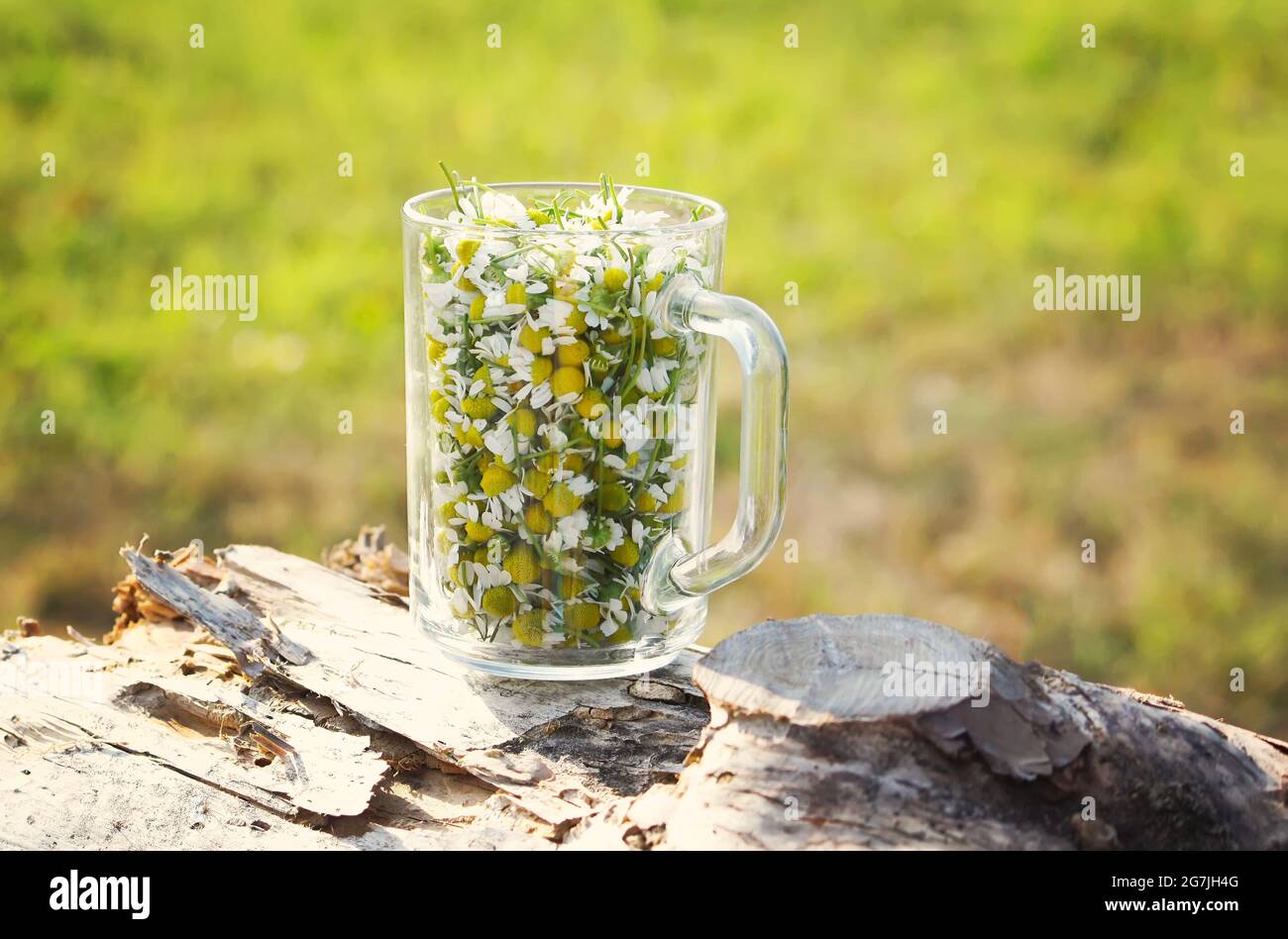 Kamille, Lat. Matricaria chamomilla blüht in einer transparenten Glasschale Stockfoto