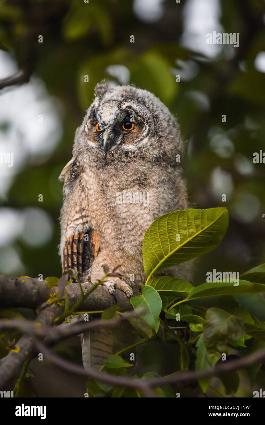 Neugieriges Eule-Küken starrt mit großen Augen, niedliche Langohreule sitzt auf dem Baum, wilder ASIO Otus, hungrige Eule posiert, Eule-Portrait, junger Jäger wächst Stockfoto