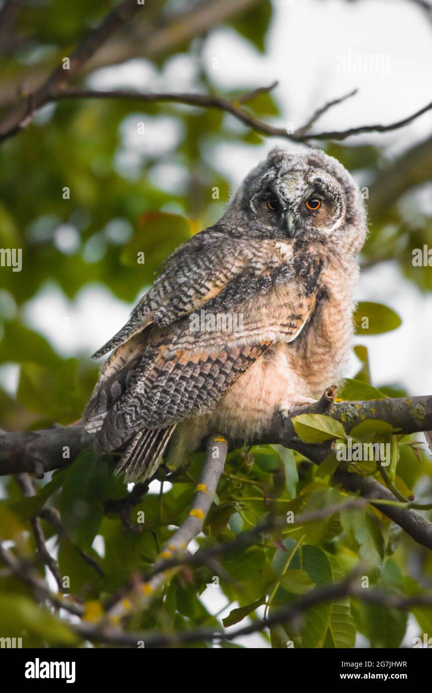 Das aristokratische Eule-Küken starrt mit großen Augen, die niedliche Langohreule sitzt auf dem Baum, der wilde ASIO Otus, die hungrige Eule posiert, das Eulenportrait, der junge Jäger Stockfoto