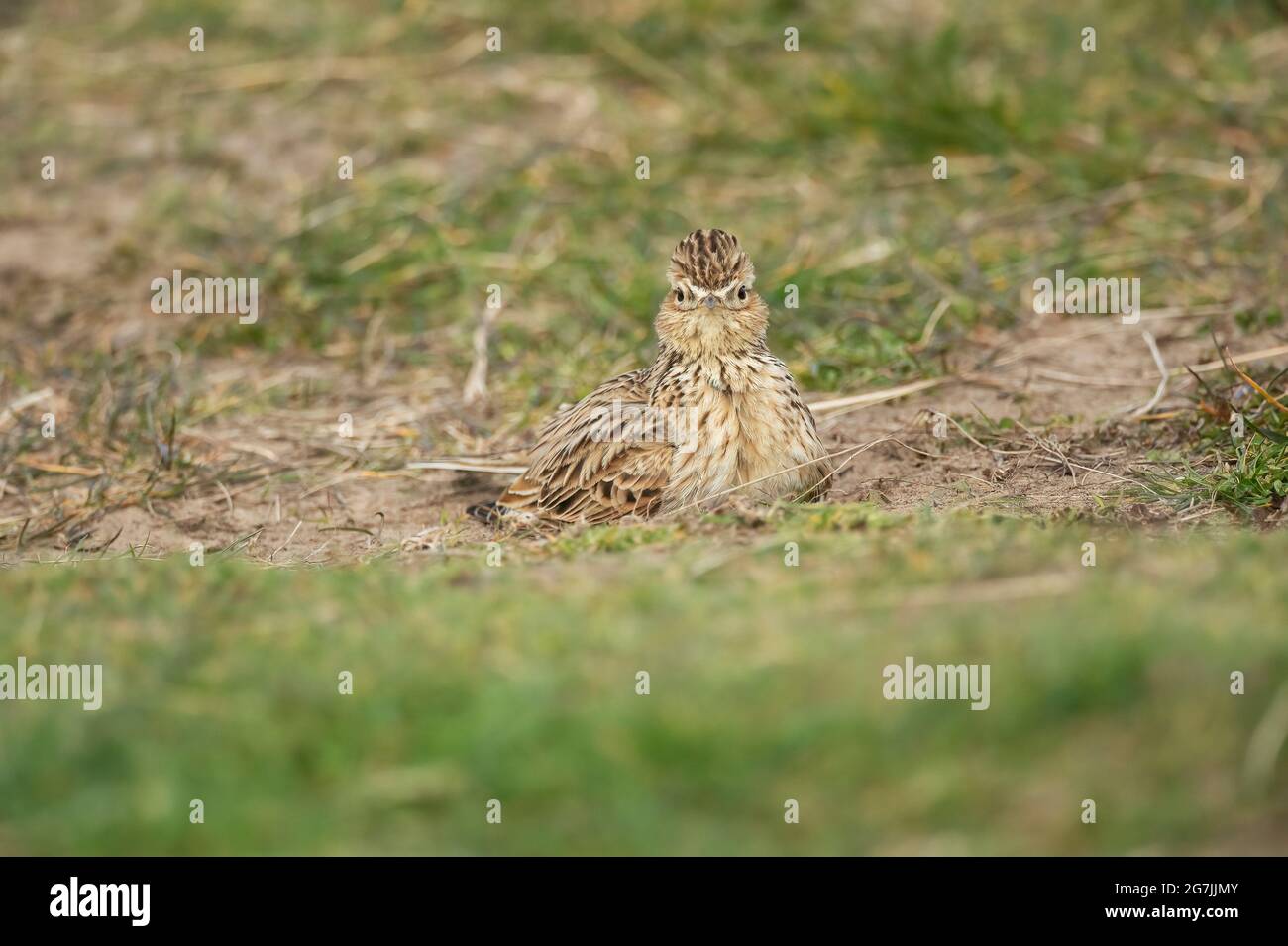 Skylark, die im Frühling in Schottland ein Schlammbad auf dem Gras macht Stockfoto