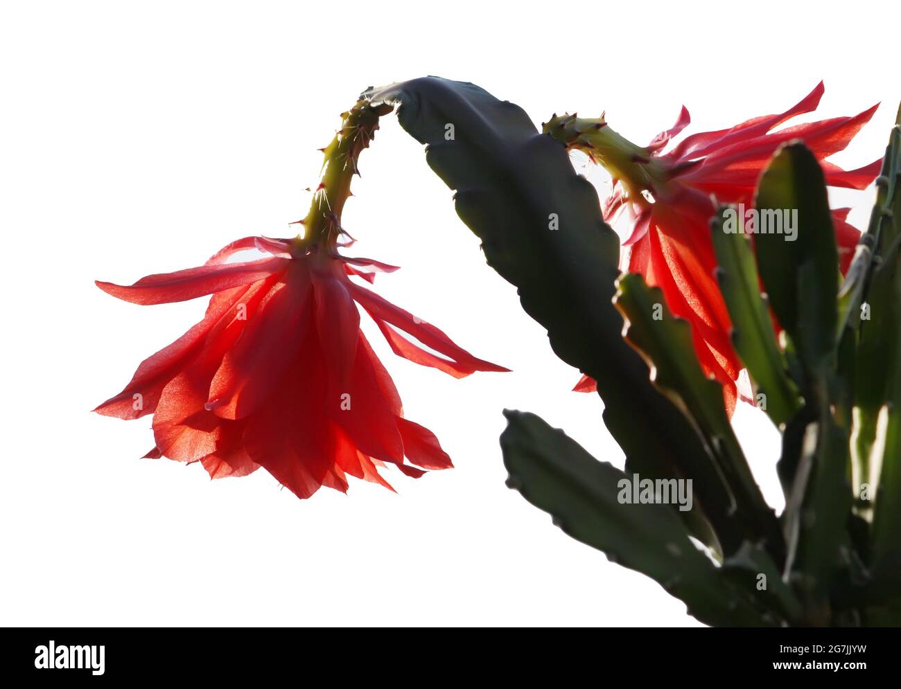 Rote Kaktusblüte isoliert auf weißem Hintergrund Stockfoto