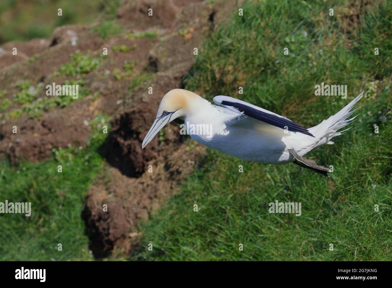 Gannet, Morus bassanus, auf Klippen am RSPB Troup Head, Aberdeenshire. VEREINIGTES KÖNIGREICH Stockfoto