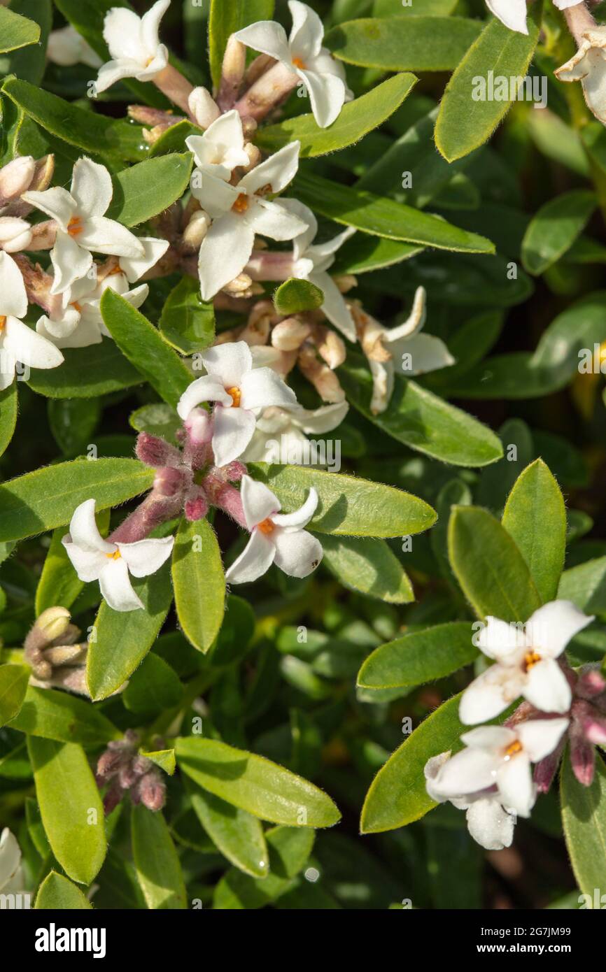 Fragile Blütenpracht Daphne Atlantica Ewiger Duft, natürliches Pflanzenportrait Stockfoto