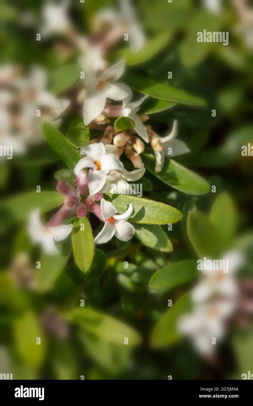 Fragile Blütenpracht Daphne Atlantica Ewiger Duft, natürliches Pflanzenportrait Stockfoto