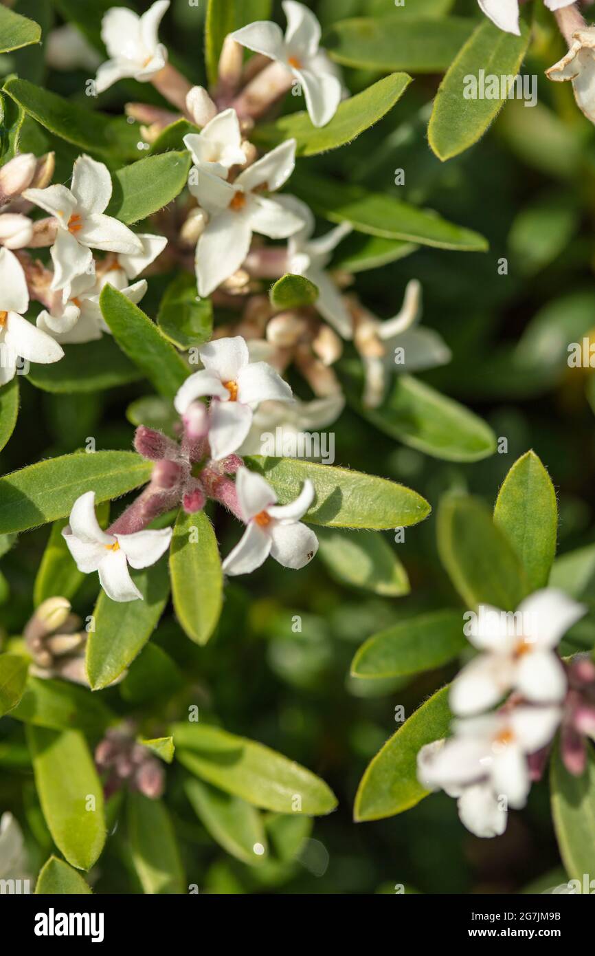 Fragile Blütenpracht Daphne Atlantica Ewiger Duft, natürliches Pflanzenportrait Stockfoto