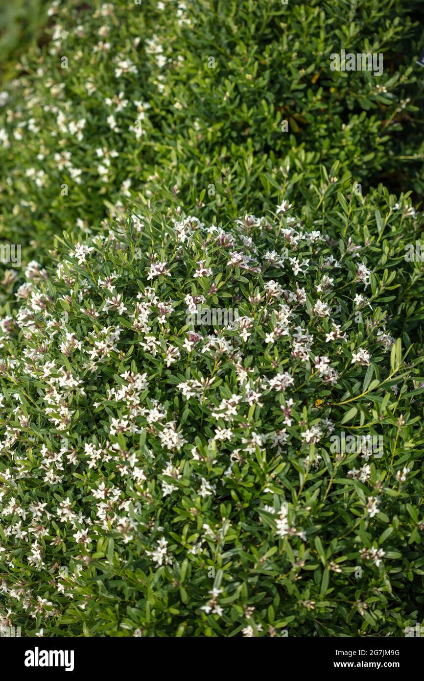 Fragile Blütenpracht Daphne Atlantica Ewiger Duft, natürliches Pflanzenportrait Stockfoto
