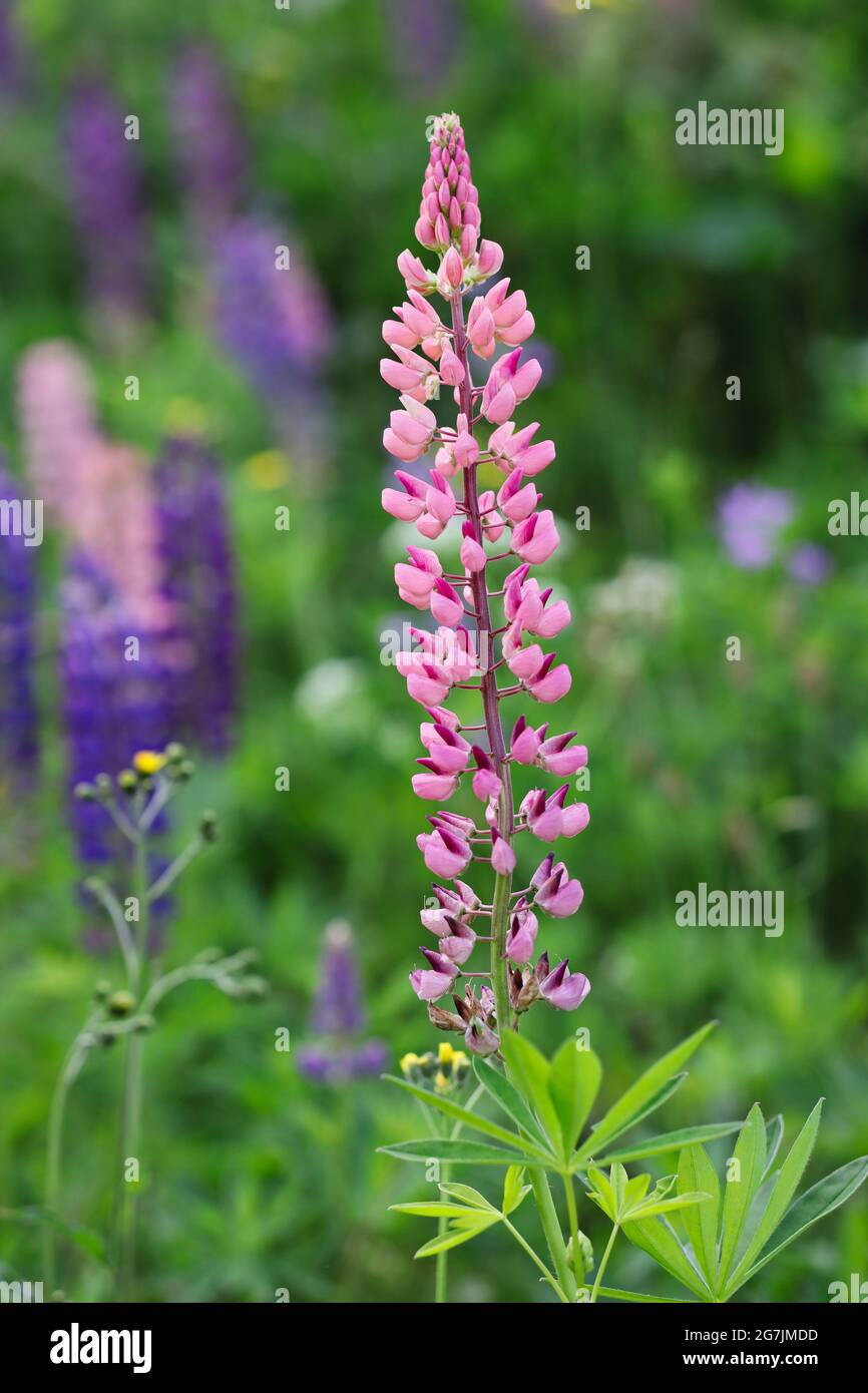 Pinky Lupin blühende Pflanze auf einer Wiese. Bunter Lupinus polyphyllus in der tschechischen Natur. Stockfoto