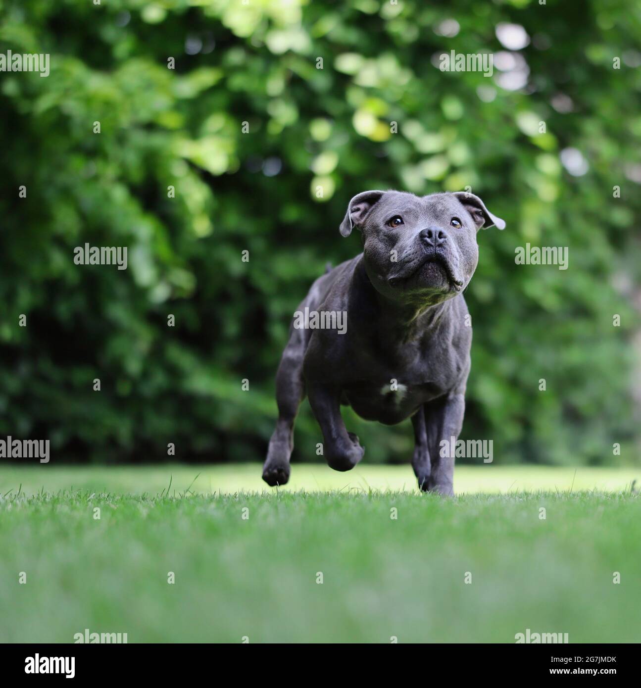 Englisch Staffordshire Bull Terrier läuft im Grünen Gras. Aktiver Blue Staffy Dog im Garten. Stockfoto