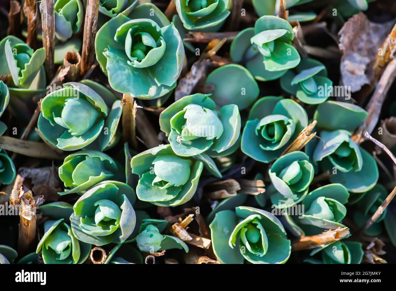 Junge grüne Blätter der Sedum Telphium-Pflanze oder Tripmadam,  Goldmoos-Steinpfeife, Goldmoos-Sedum-Blüte Stockfotografie - Alamy