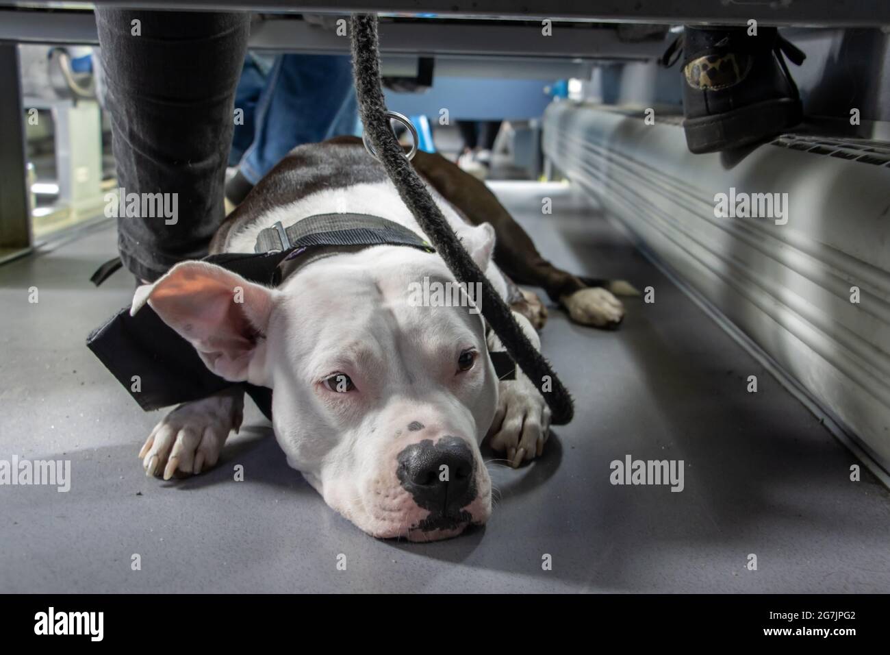 White Dog Bull Terrier liegt unter einem Sitz an einem Bus. Stockfoto