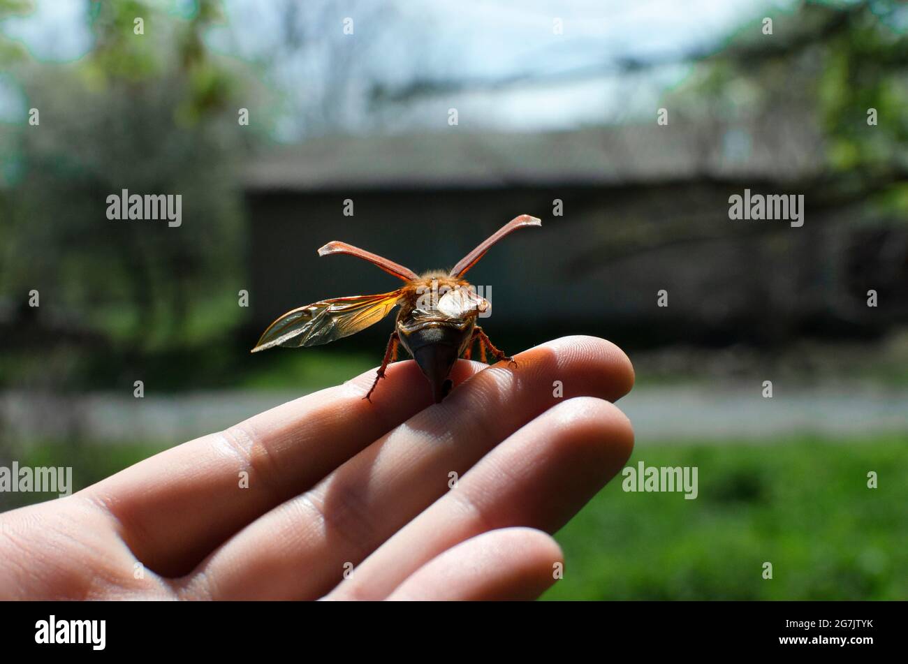 Kann Käfer fliegen Makro. Der Juni-Bug hebt sich von der Hand ab Stockfoto